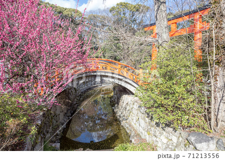 下鴨神社、御手洗川に架かる「輪橋」と満開の「光琳の梅」 下鴨神社、御手洗川に架かる「輪橋」と満開の「光琳の梅」 71213556