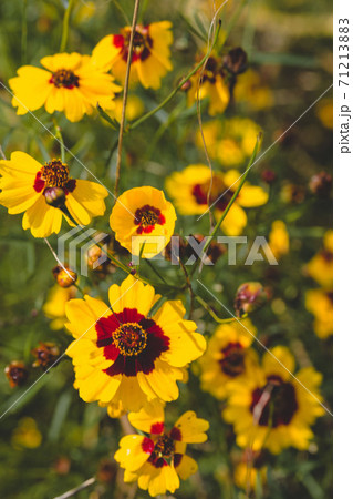 夏のパンジーの写真素材