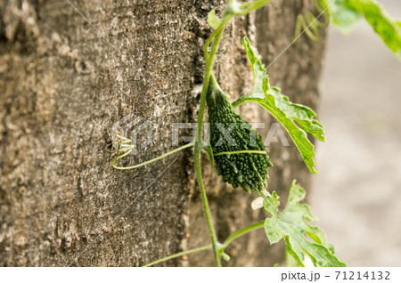 Ucche Karela Bitter Gourd or Bitter melon (momordica charantia Cucurbitaceae) in morning sunlight. It is a tropical and subtropical vine vegetable plant and edible fruit of bitterness and sour taste. 71214132