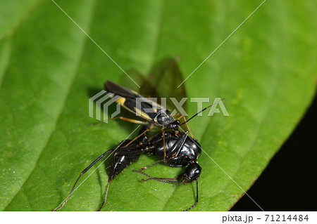 daimyo wasp