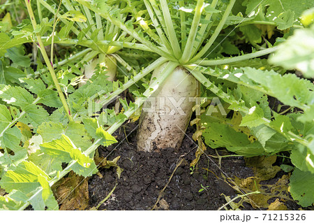 畑で収穫間近の大根畑 畑で収穫間近の大根畑 71215326