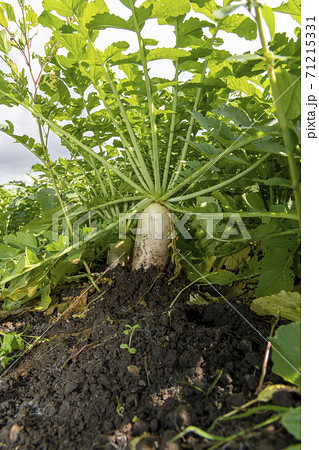 畑で収穫間近の大根畑 71215331