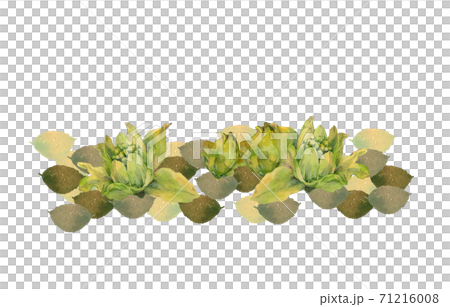 フキノトウの水彩画 71216008