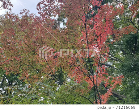 紅葉 鷲林寺 71216069