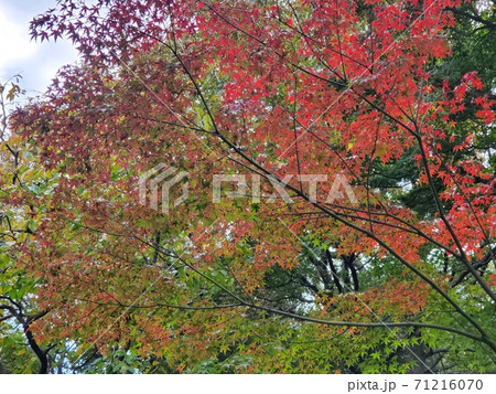 紅葉 鷲林寺 紅葉 鷲林寺 71216070