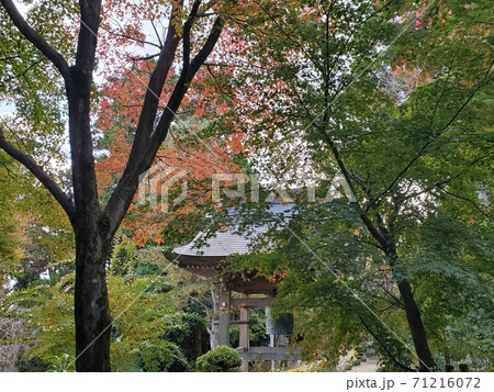 紅葉 鷲林寺 紅葉 鷲林寺 71216072