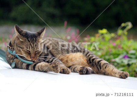 ボンネットにキジ猫 71216111