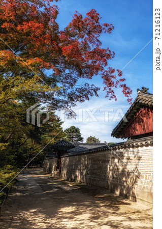 Autumn fall foliage in Jongmyo Shrine Autumn fall foliage in Jongmyo Shrine 71216123