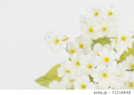 デイジーの花束 71216648