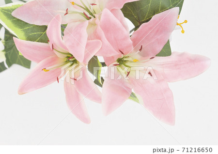 蘭の花束 71216650