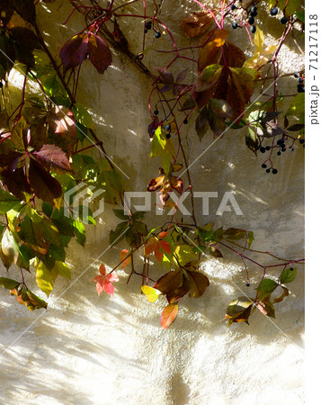 北の国麓郷から季節の便り 71217118