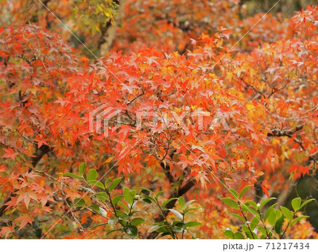 羅漢の里の紅葉 羅漢渓谷の紅葉 羅漢の里の紅葉 羅漢渓谷の紅葉 71217434