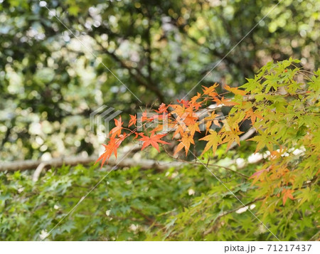羅漢の里の紅葉 羅漢渓谷の紅葉 羅漢の里の紅葉 羅漢渓谷の紅葉 71217437