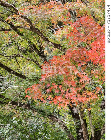 羅漢の里の紅葉 羅漢渓谷の紅葉 羅漢の里の紅葉 羅漢渓谷の紅葉 71217454