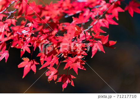 紅葉 色づく木々・葉 紅葉 色づく木々・葉 71217710