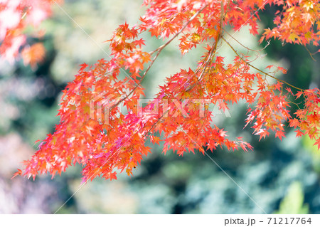 紅葉　色づく木々・葉 71217764
