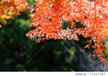 紅葉 色づく木々・葉 紅葉 色づく木々・葉 71217767