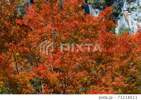 紅葉 色づく木々・葉 紅葉 色づく木々・葉 71218011