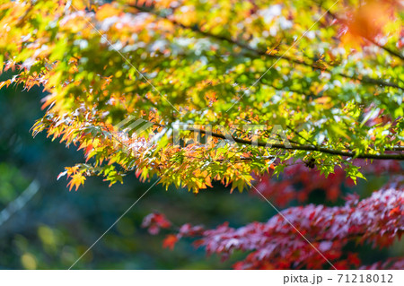 紅葉　色づく木々・葉 71218012