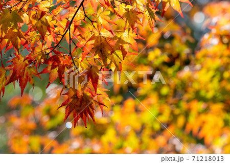 紅葉 色づく木々・葉 紅葉 色づく木々・葉 71218013