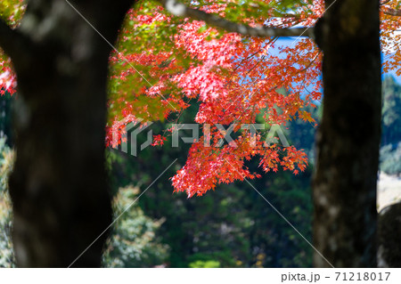 紅葉　色づく木々・葉 71218017