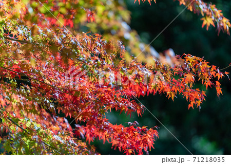 紅葉 色づく木々・葉 紅葉 色づく木々・葉 71218035