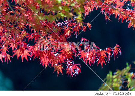 紅葉 色づく木々・葉 紅葉 色づく木々・葉 71218038