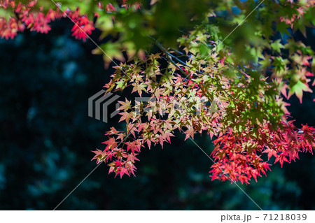 紅葉　色づく木々・葉 71218039