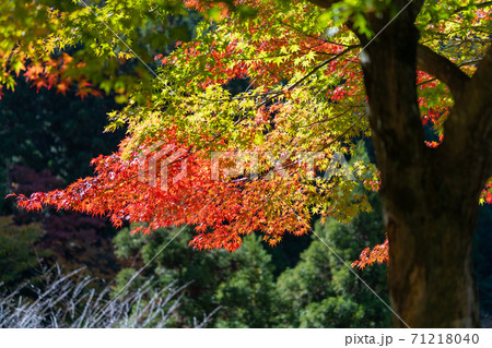 紅葉 色づく木々・葉 紅葉 色づく木々・葉 71218040