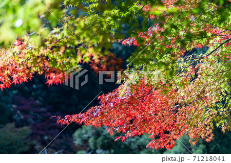 紅葉 色づく木々・葉 紅葉 色づく木々・葉 71218041
