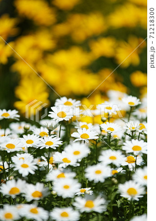 花 71218300