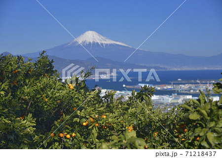 みかん畑と富士 71218437