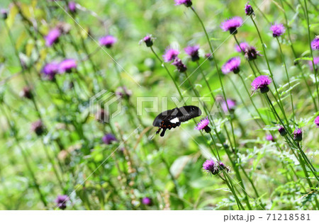 アザミとモンキアゲハ 71218581