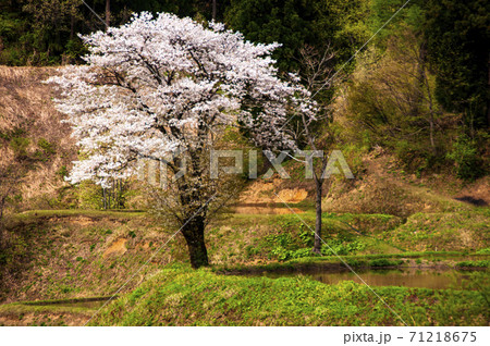 越後棚田に山桜咲く 71218675