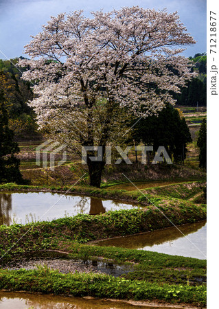 越後棚田に山桜咲く 越後棚田に山桜咲く 71218677