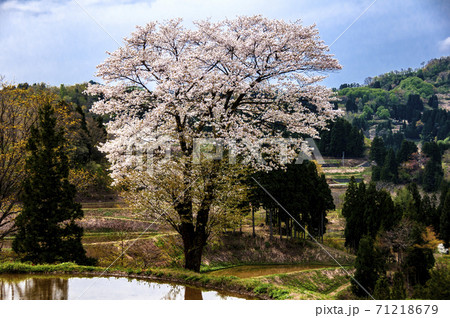 越後棚田に山桜咲く 71218679