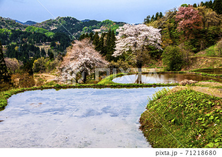 越後棚田に山桜咲く 71218680