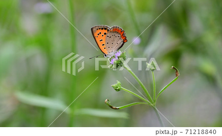 ベニシジミ 71218840