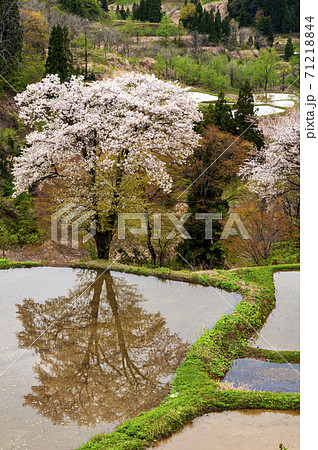 山桜満開の越後儀明の棚田 71218844