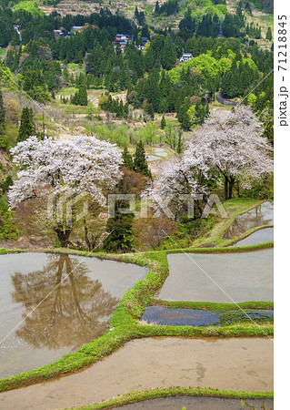 山桜満開の越後儀明の棚田 71218845