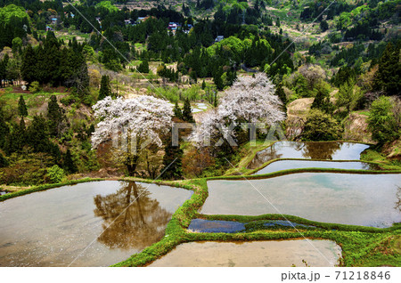 山桜満開の越後儀明の棚田 71218846