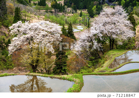 山桜満開の越後儀明の棚田 71218847