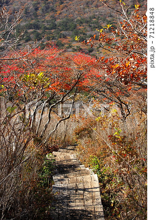 韓国岳から大浪池へ下る登山道の茜色のトンネル 71218848