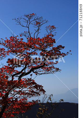 寒さと共に青空に延びてゆく紅の葉に染まるもみじ 寒さと共に青空に延びてゆく紅の葉に染まるもみじ 71218849