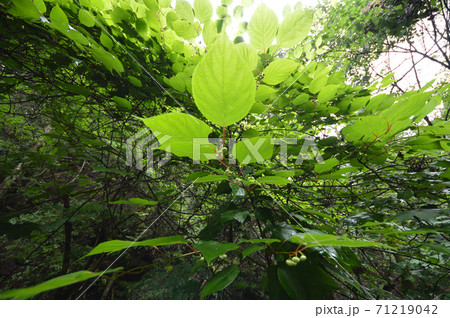 花の蕾をつけるマタタビの木の写真素材