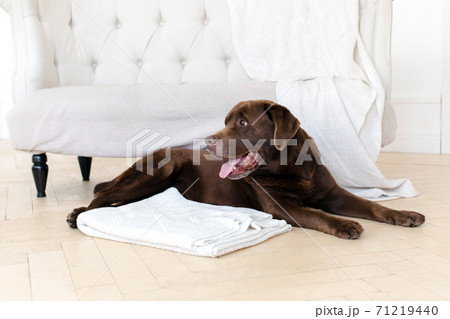 Cute Labrador Retriever dog in room 71219440