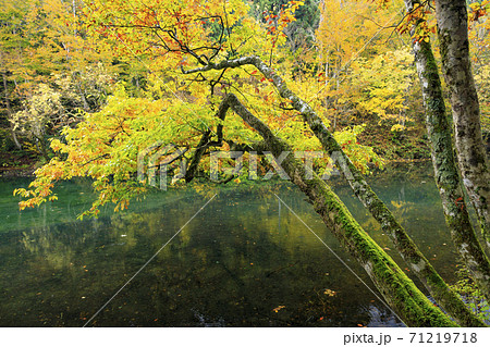 龍ヶ窪の池の神秘的な紅葉 龍ヶ窪の池の神秘的な紅葉 71219718