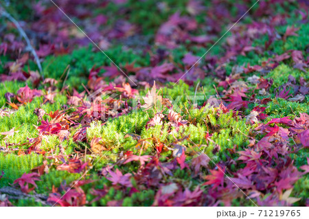 紅葉・落葉 自然素材 池の水面の落ちた「落葉」 紅葉・落葉 自然素材 池の水面の落ちた「落葉」 71219765