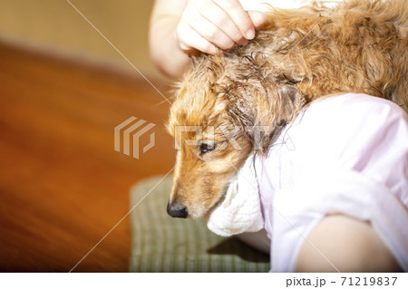 シャワー後のミニチュアダックスが飼い主と戯れる シャワー後のミニチュアダックスが飼い主と戯れる 71219837
