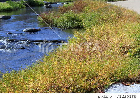 秋 流れる 小川 71220189